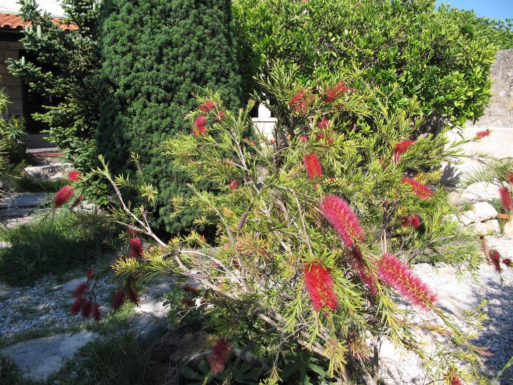 Guest house Maria Bilicic Dubrovnik